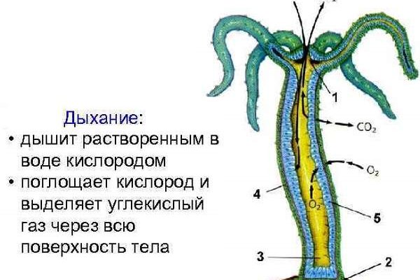 Зеркало крамп kraken kraken ssylka onion