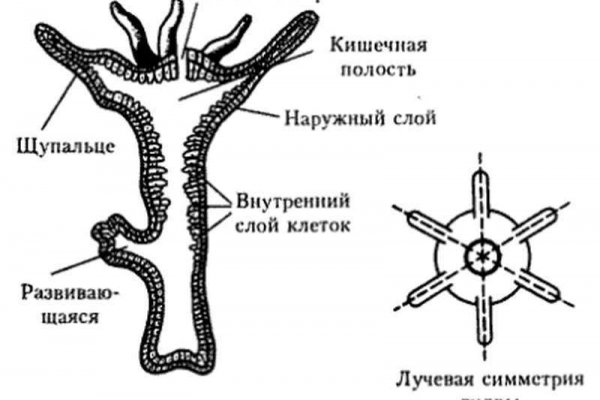 Официальная ссылка на kraken kramp.cc